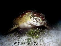 Turtle at Coral Gardens
Provo, Turks and Caicos by Richard Bowes 